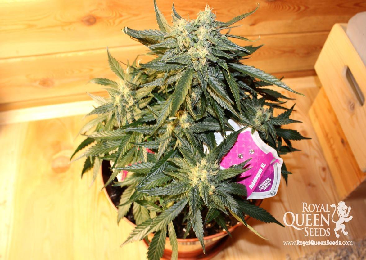 Bubblegum Xl Feminized Cannabis Seeds Rqs Blog